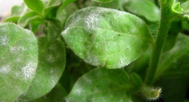 Příčiny a příznaky onemocnění petúnie, jak bojovat a co dělat pro léčbu